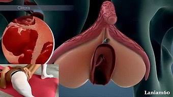 Anatomy And Physiology Of Female Orgasm: A Biological Perspective